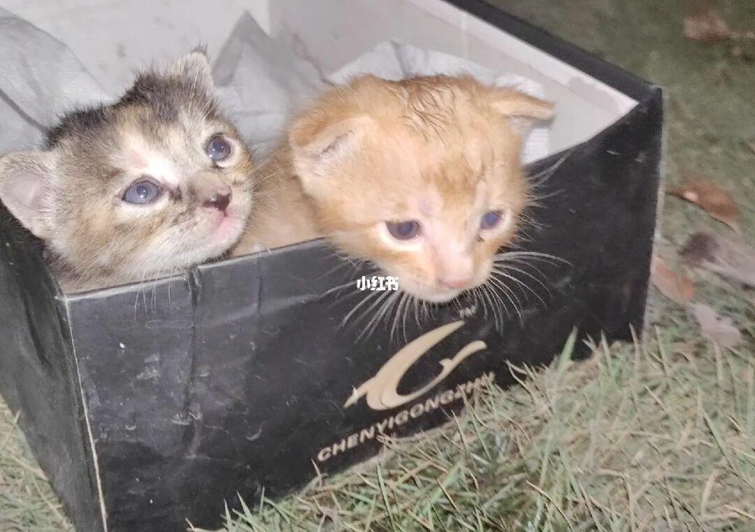 aW1hZ2VWaWV3Mi8yL3cvMTA4MC9mb3JtYXQvanBn (18).jpg