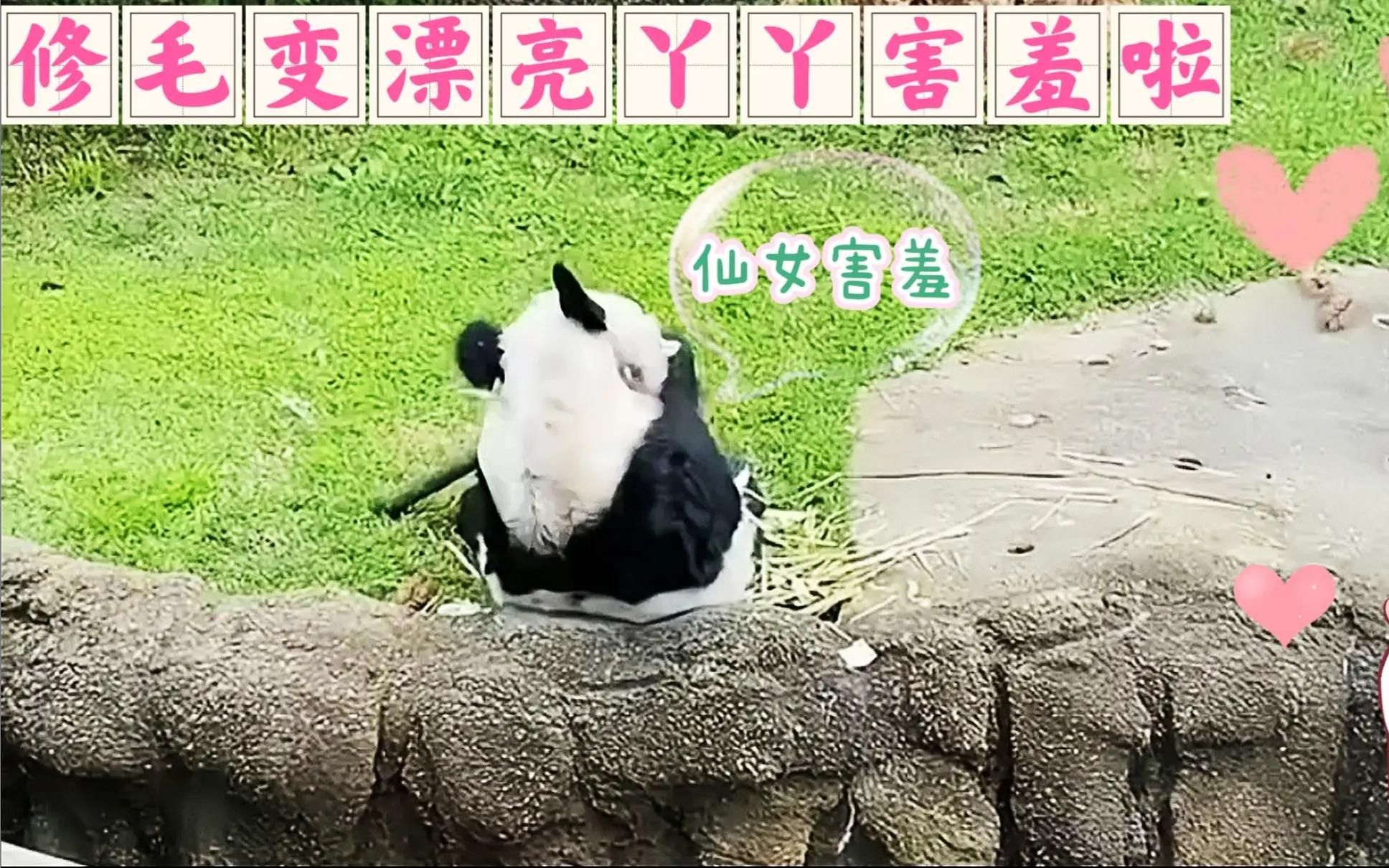 女熊猫幻化_wow熊猫人幻化_女熊猫猎人幻化美美