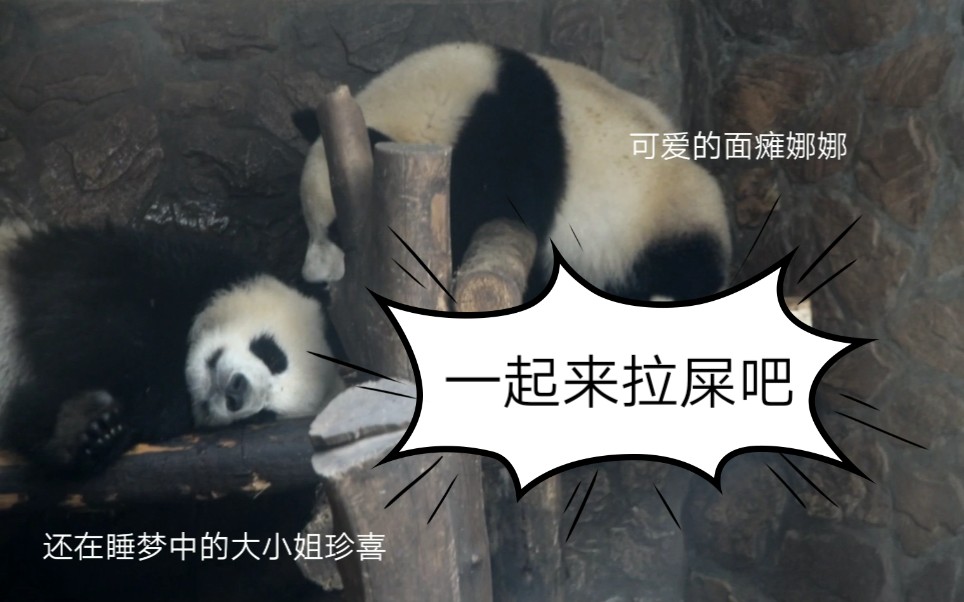 女熊猫幻化_女熊猫猎人幻化美美_wow熊猫人幻化