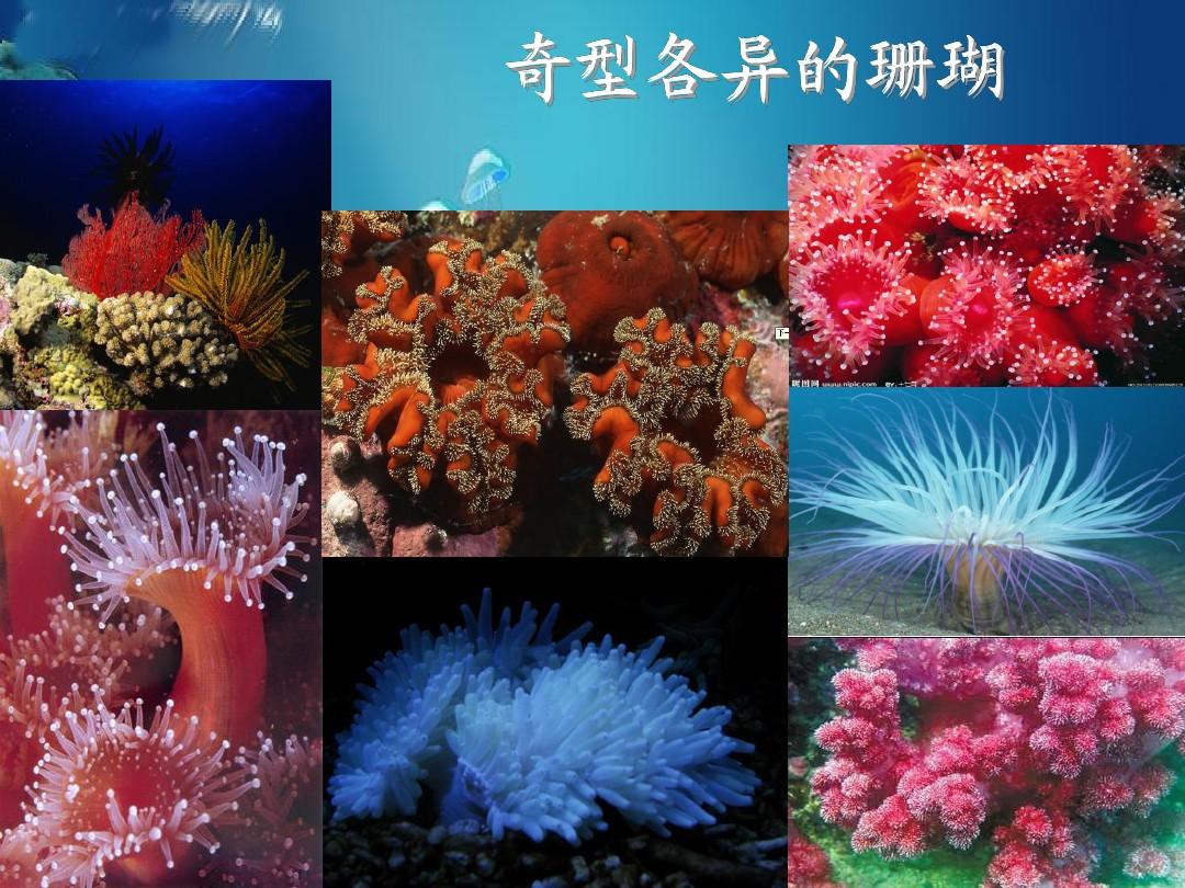 海底世界路线怎么走_海底世界深海_圣淘沙海底世界攻略