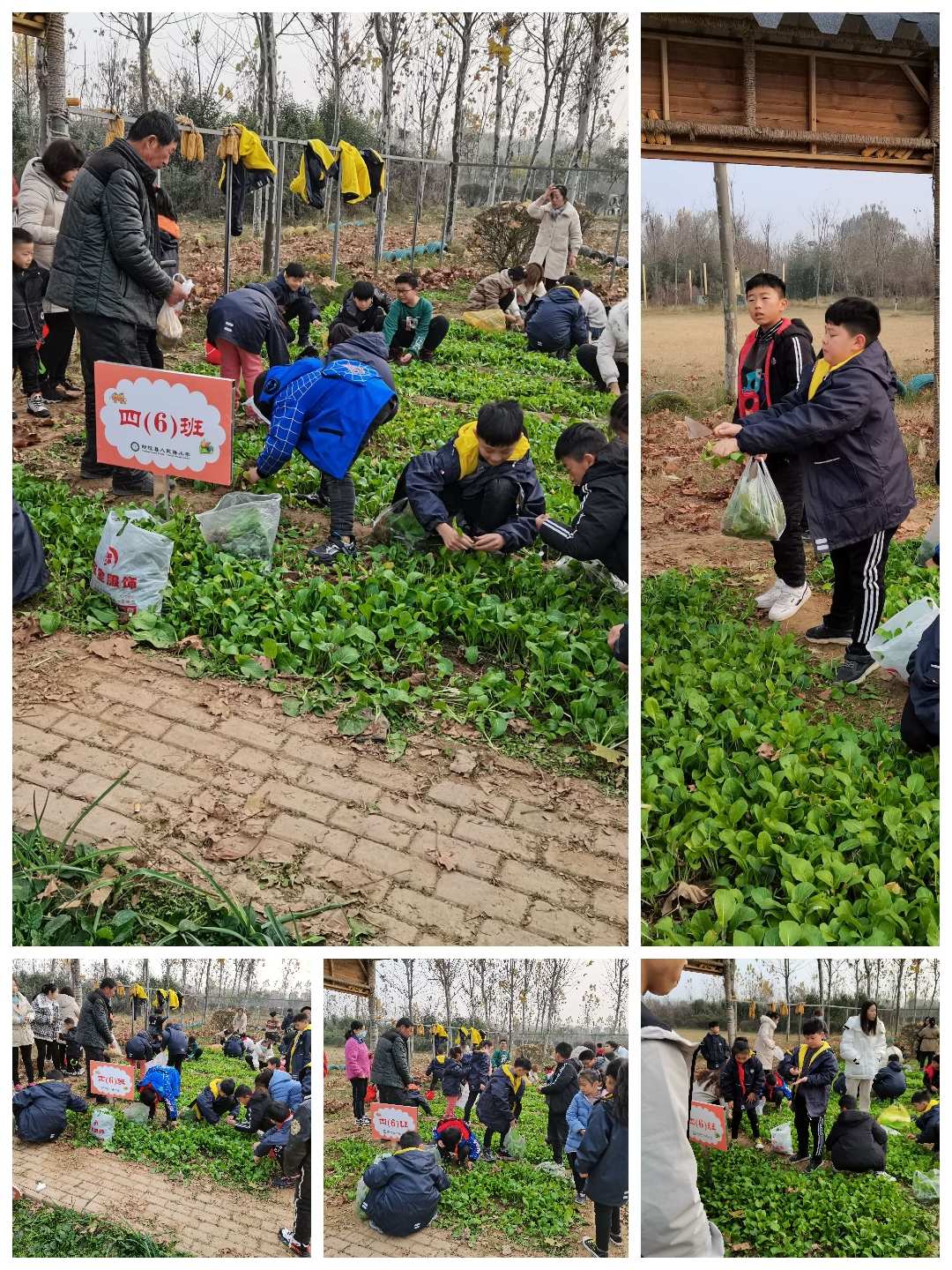 农场偷菜游戏_qq农场偷菜的说说_qq农场偷菜班级