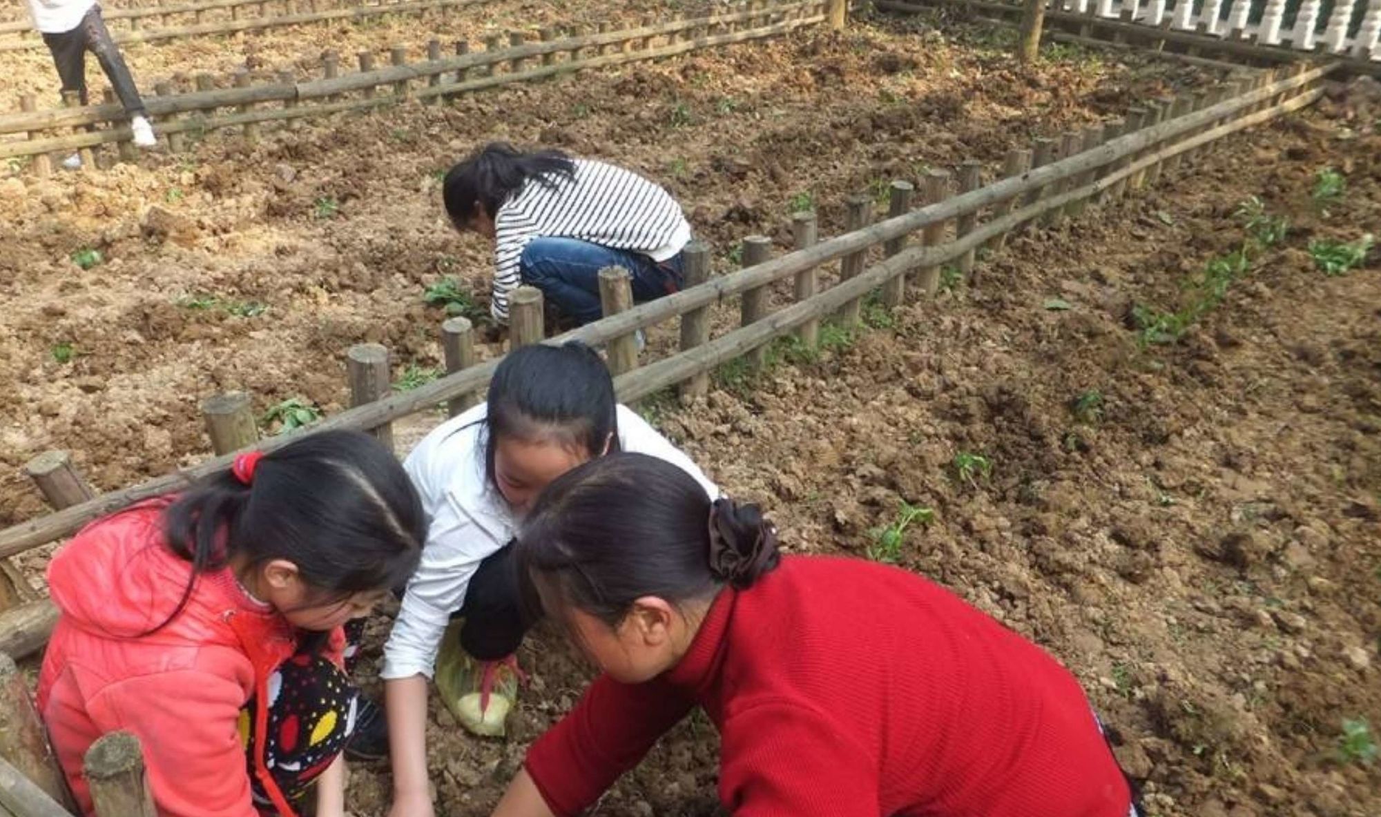 农场偷菜游戏_qq农场偷菜的说说_qq农场偷菜班级