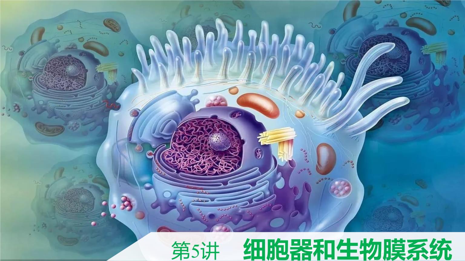 biu-细胞系_细胞系编号_细胞系标记物