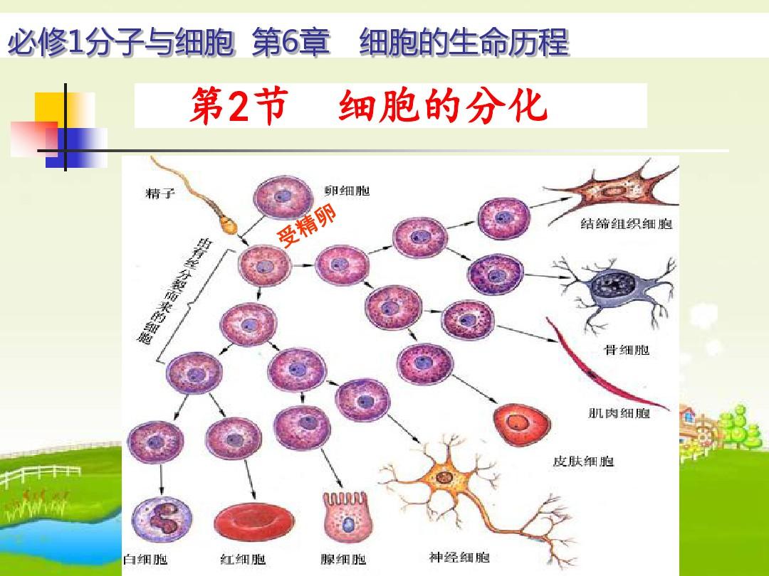 细胞系标记物_biu-细胞系_细胞系编号
