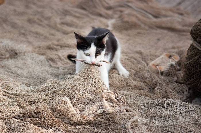 小猫钓鱼游戏活动教案_小猫钓鱼教案游戏小班_游戏小猫钓鱼教案