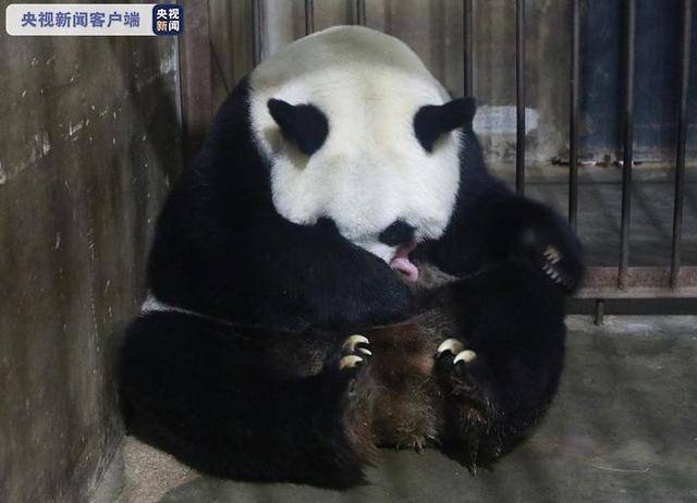 大熊猫假装怀孕_大熊猫假孕现象_大熊猫假怀孕