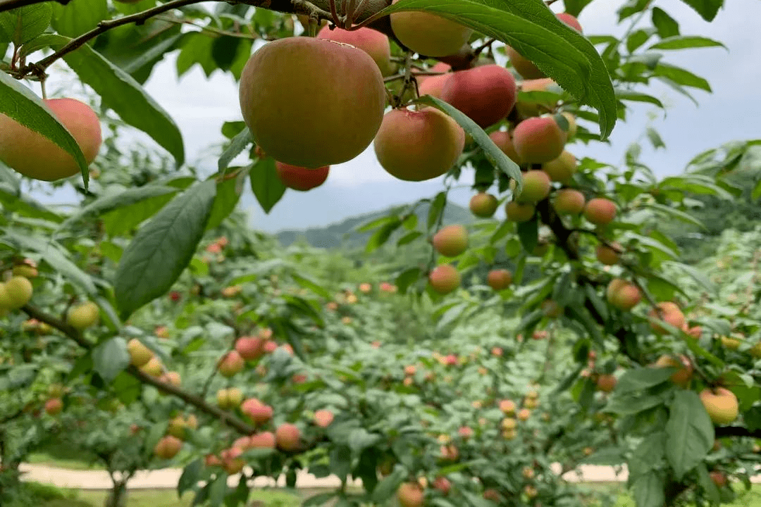 乡村迷情_乡村风月(乡村神话)