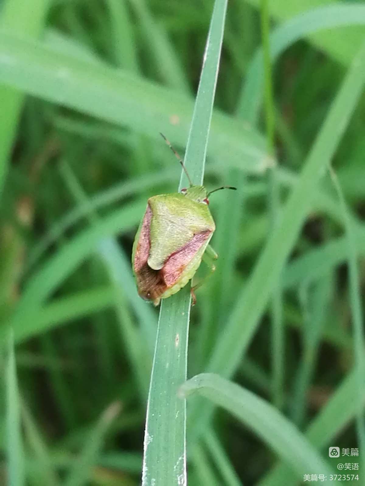 忆涵迷你世界昆虫生存_迷你昆虫世界_昆虫迷你世界下载