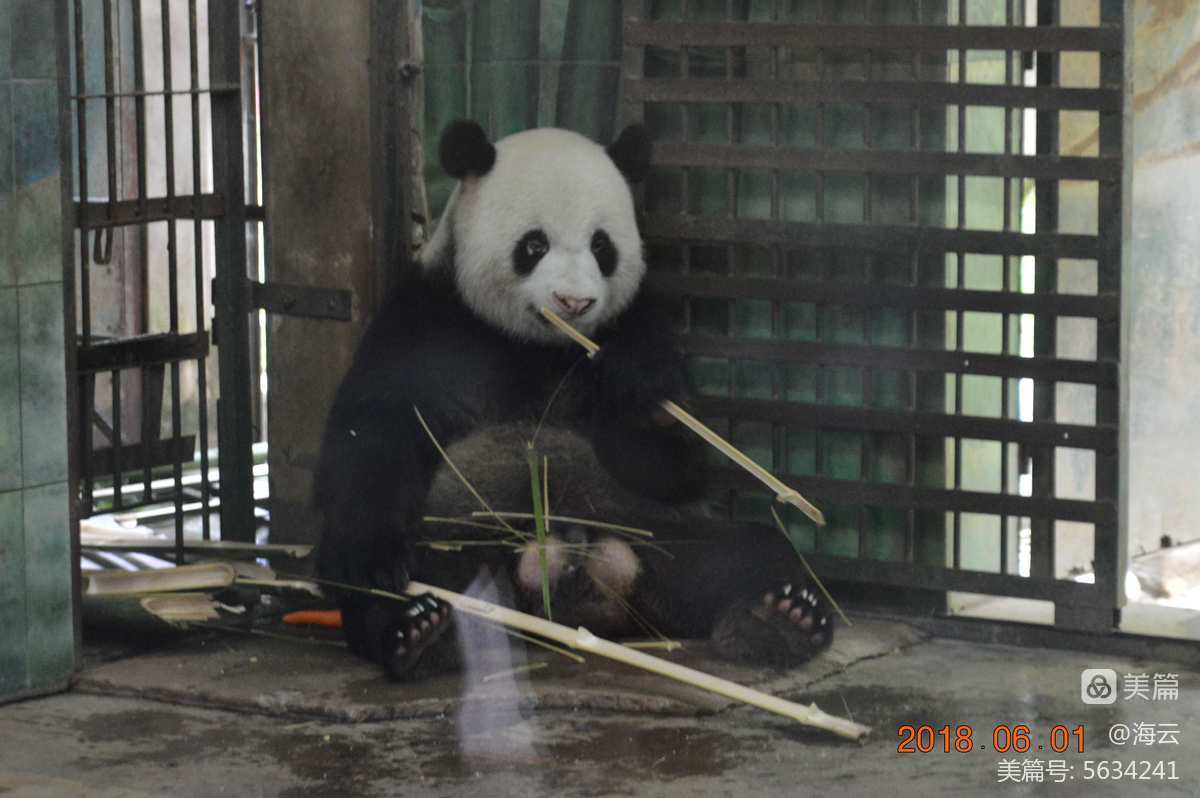 一梦江湖小熊猫种类_熊猫种类_熊猫种类名称大全图片