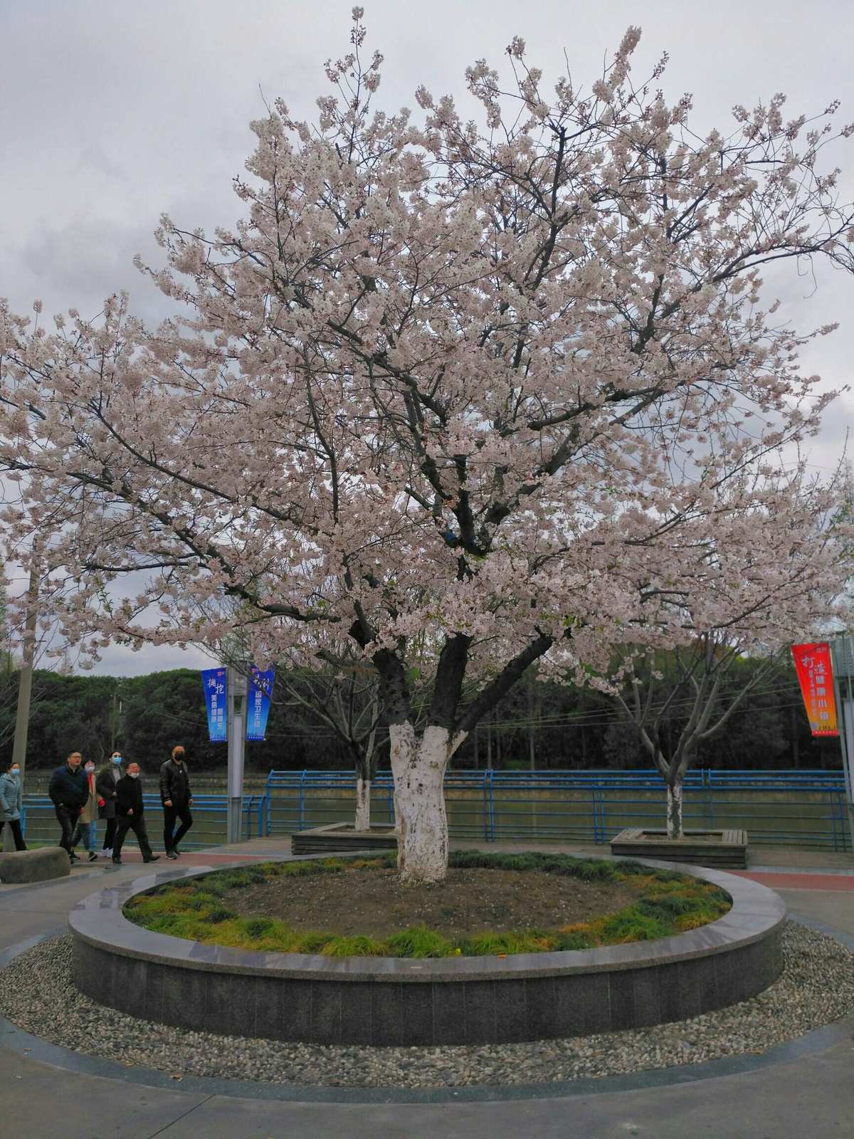 雷樱树的五个位置_元神雷樱树任务_原神里雷樱树位置