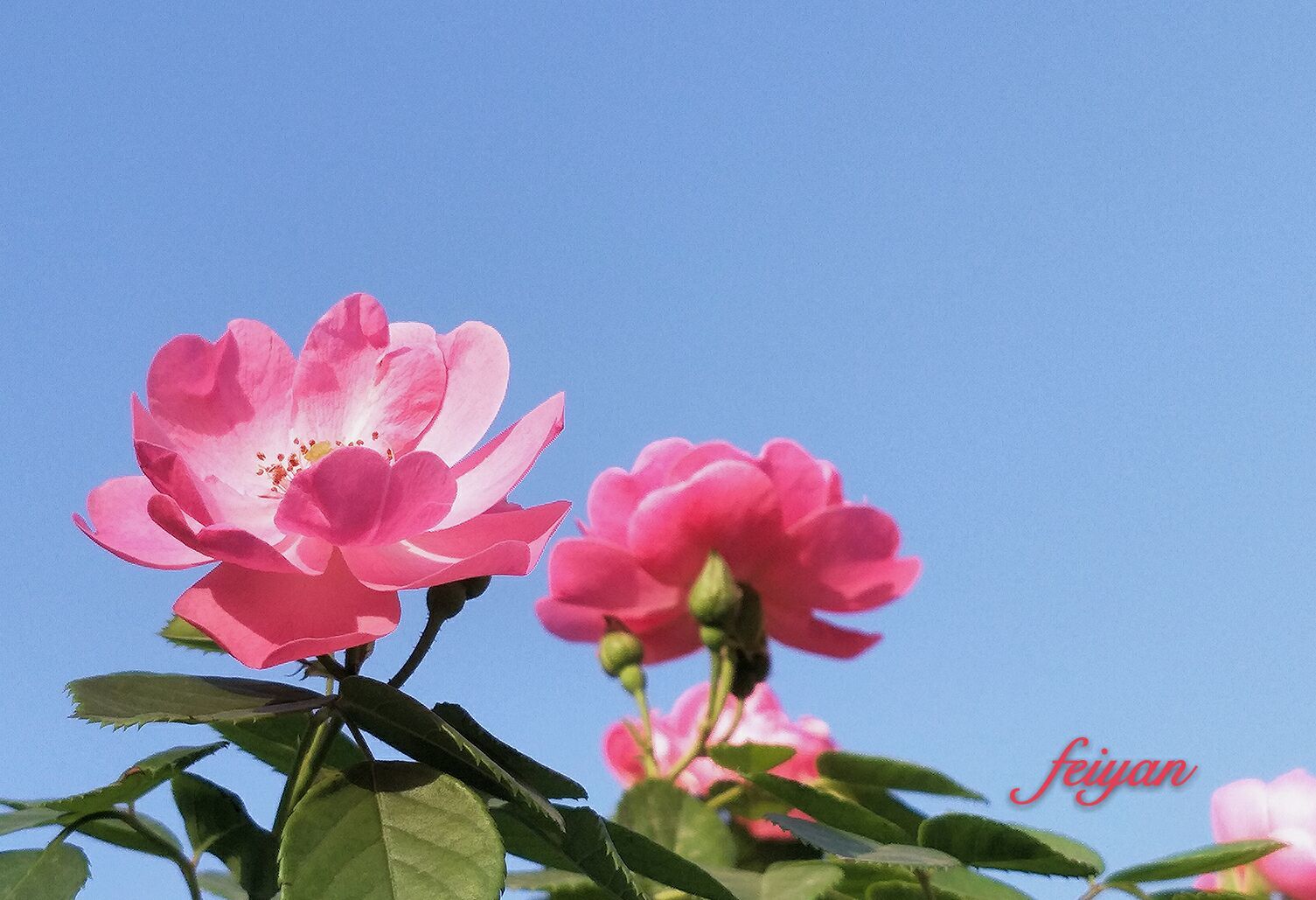 地狱少女花恋蝶_花恋_绯色恋中野律花