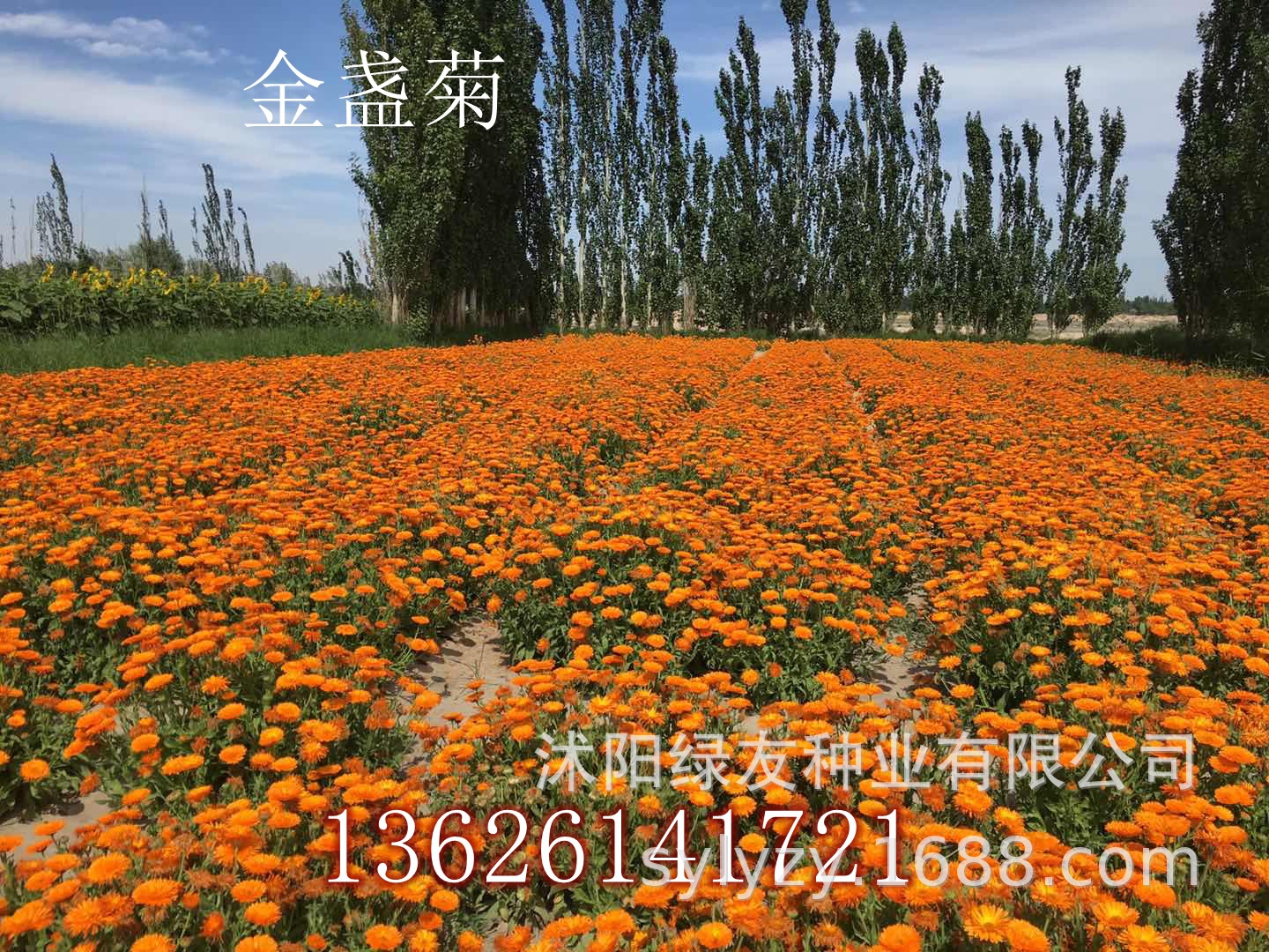 常世之荚位置_雪莲子单荚和双荚_陆川世客城在哪个位置