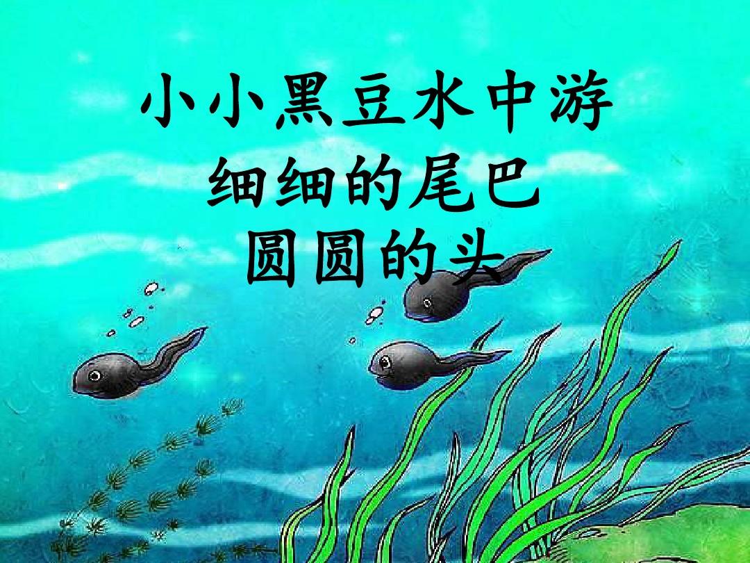 圆蝌蚪_圆蝌蚪进化图_圆蝌蚪几级进化