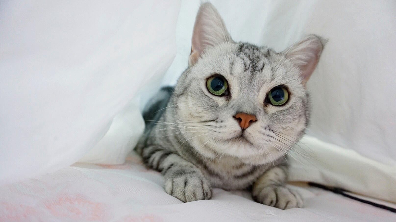 猫咪社区免费资源在线观看_猫咪社区免费资源在线观看_猫咪社区免费资源在线观看