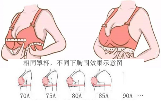 平成年诞生的h罩杯_成人胸围标准表_成年胸围多少正常