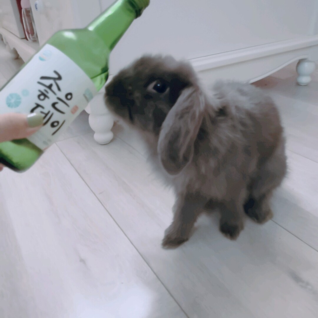 网络用语马猴烧酒是什么意思_马猴烧酒_烧酒马猴什么意思