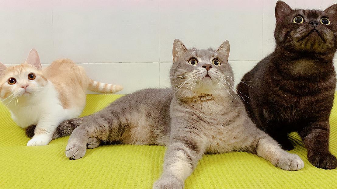 猫咪视频网_猫咪视频网_猫咪视频网