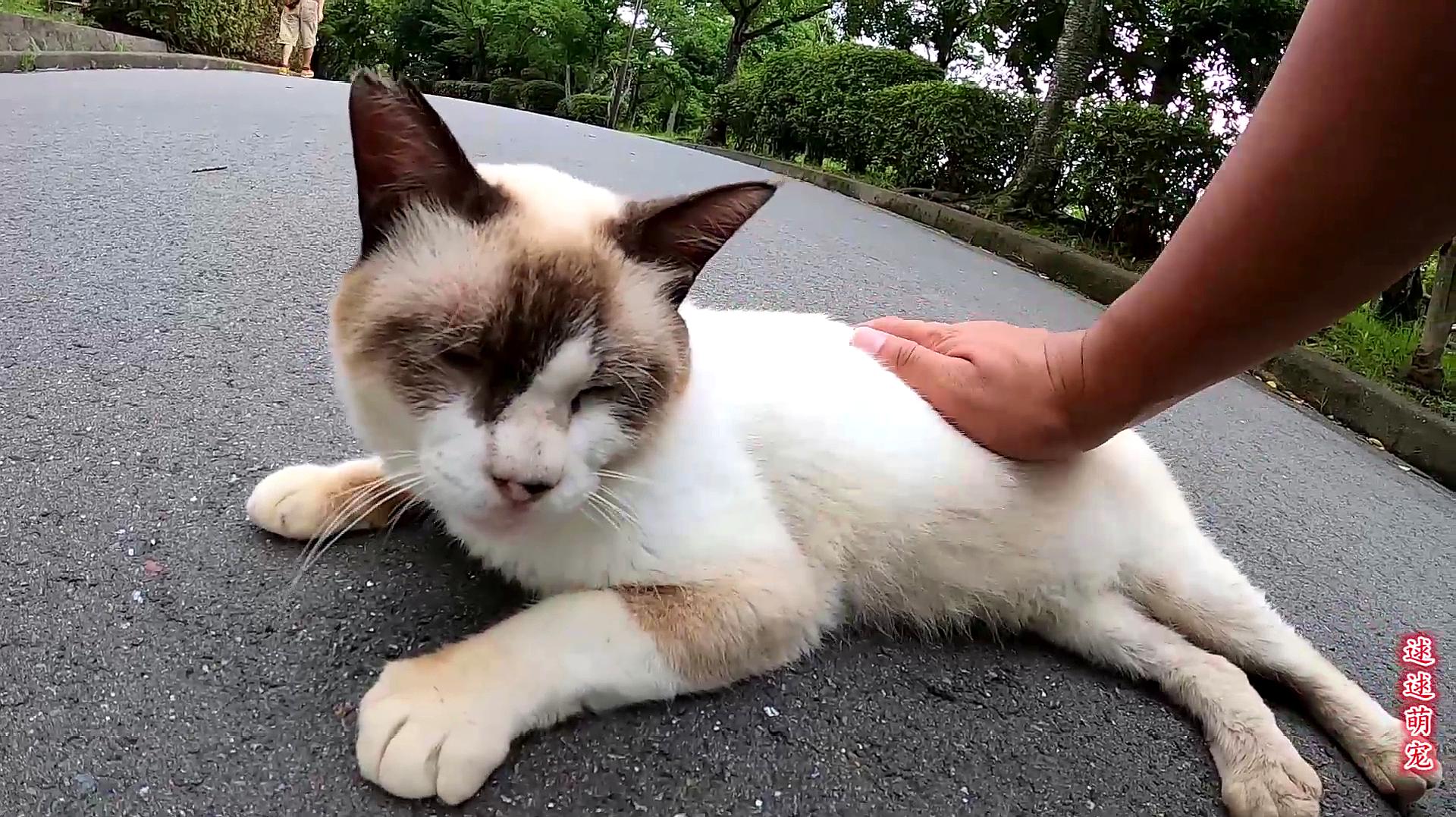 猫咪视频网_猫咪视频网_猫咪视频网