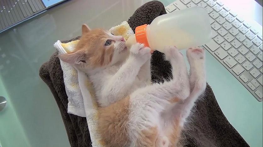 猫咪视频网_猫咪视频网_猫咪视频网