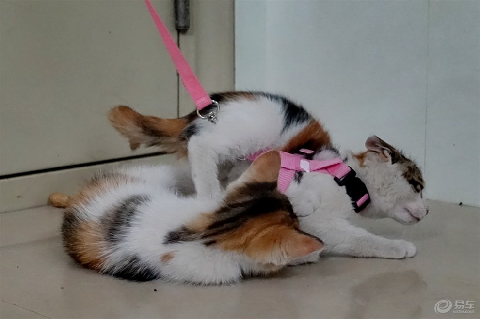 猫咪视频网_猫咪视频网_猫咪视频网