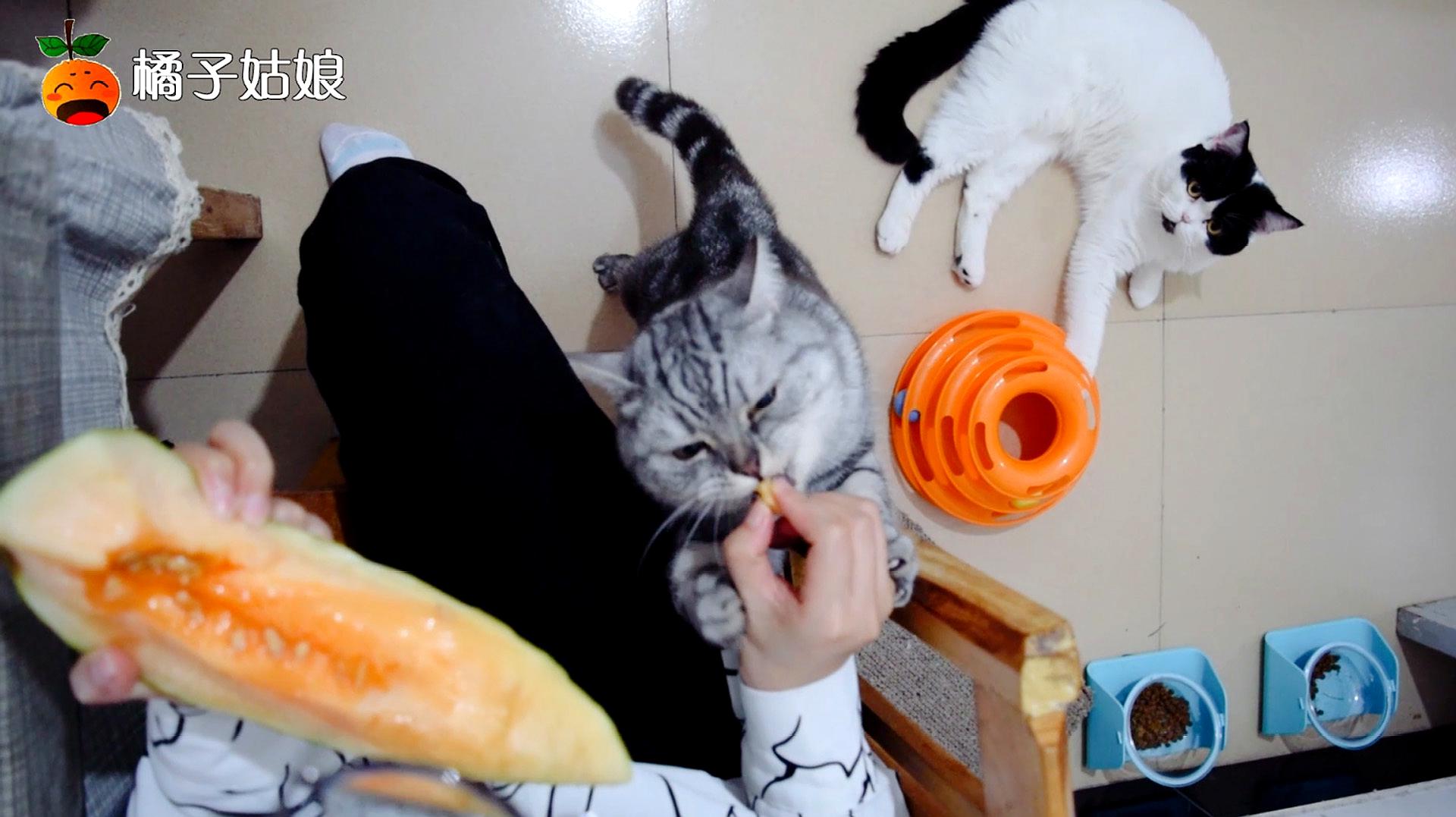 猫咪视频网_猫咪视频网_猫咪视频网