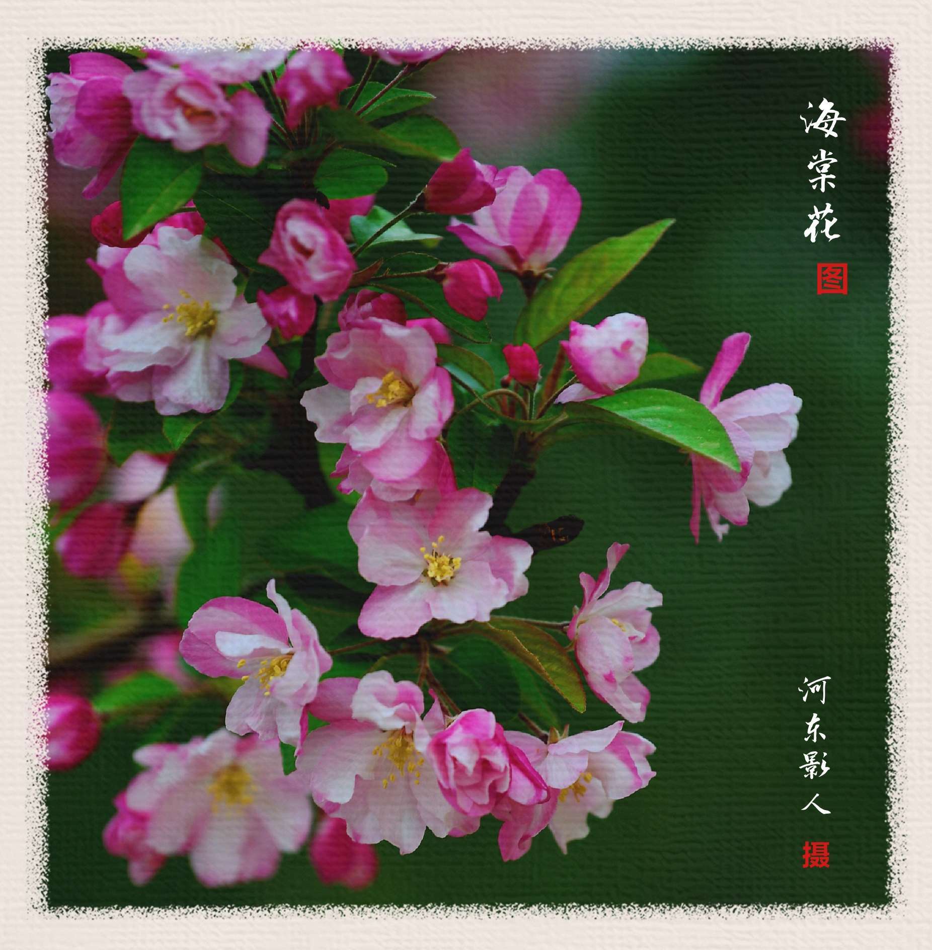海棠视频_海棠视频_海棠视频