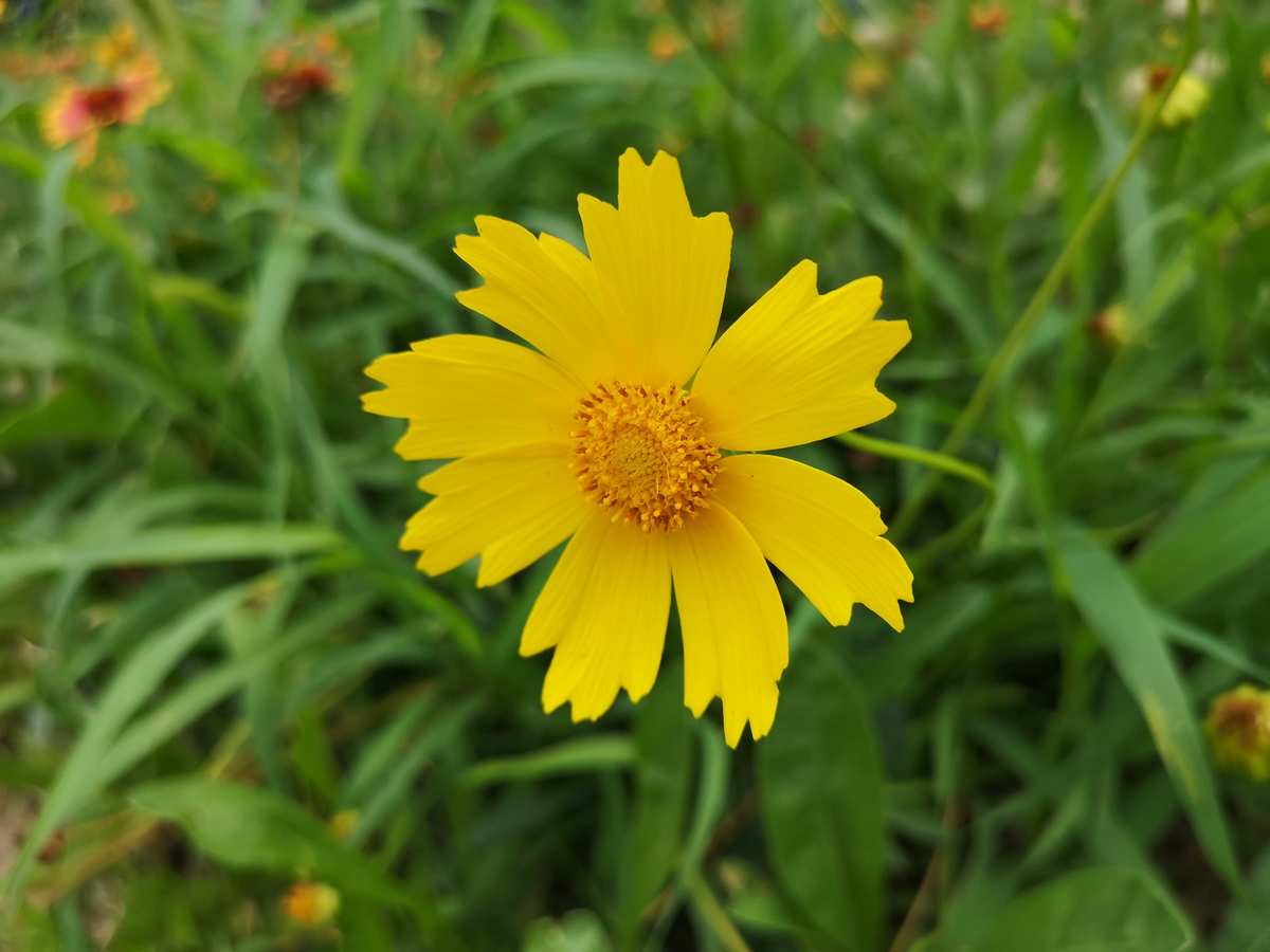 菊花小说_山菊花小说下载_菊花宝典小说
