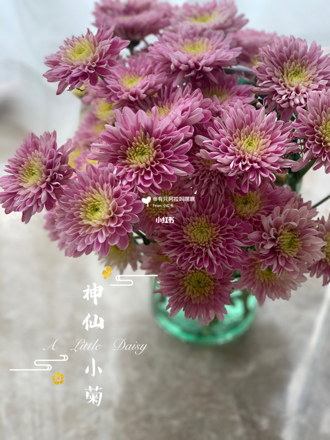菊花宝典小说_山菊花小说下载_菊花小说