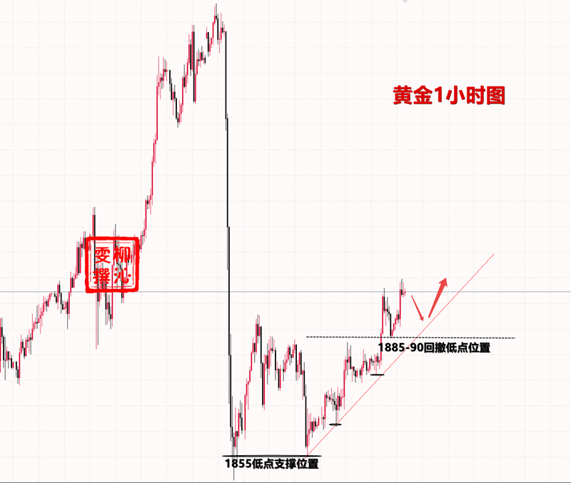 黄金球花语_黄金球的花语和寓意_黄金球