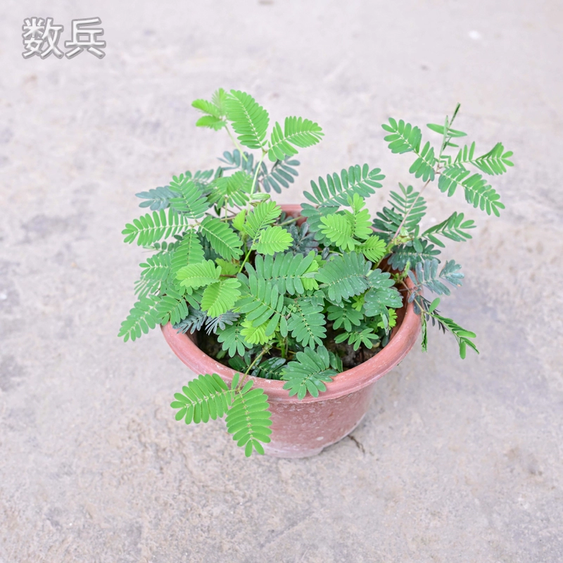 含羞草视频在线观看_超在线公开视频观看_720lu视频观看在线