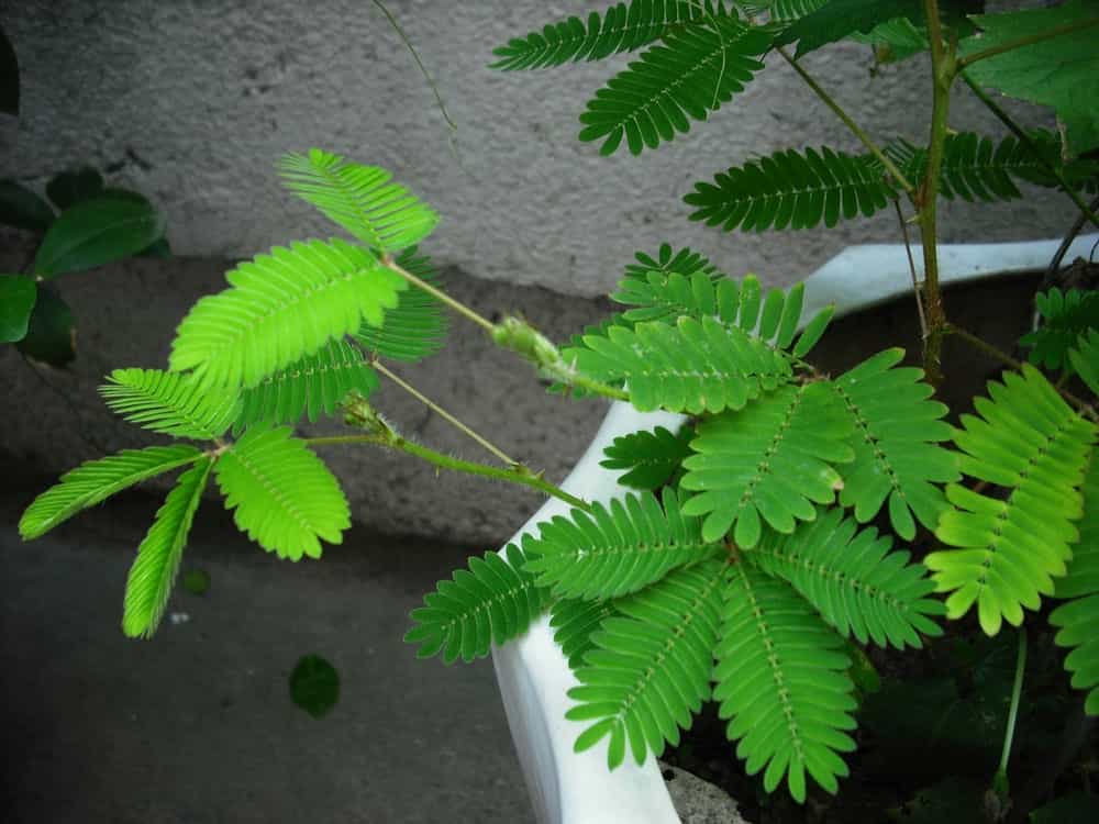 超在线公开视频观看_含羞草视频在线观看_720lu视频观看在线