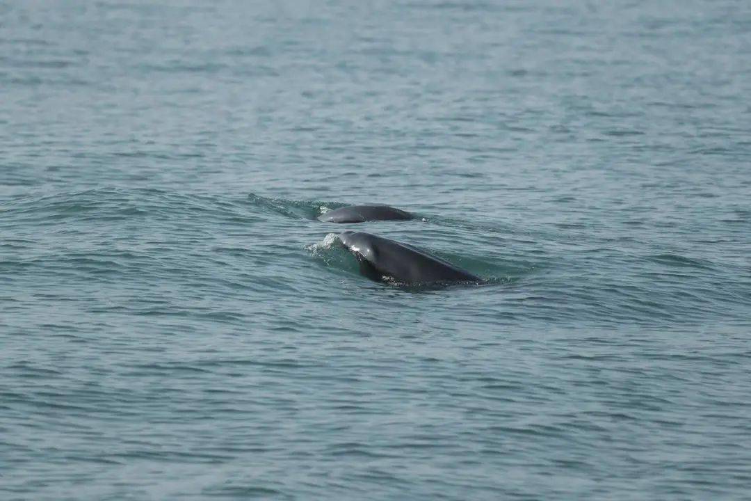 海豚骑手塔拉斯_姚晨骑海豚图片_骑海豚