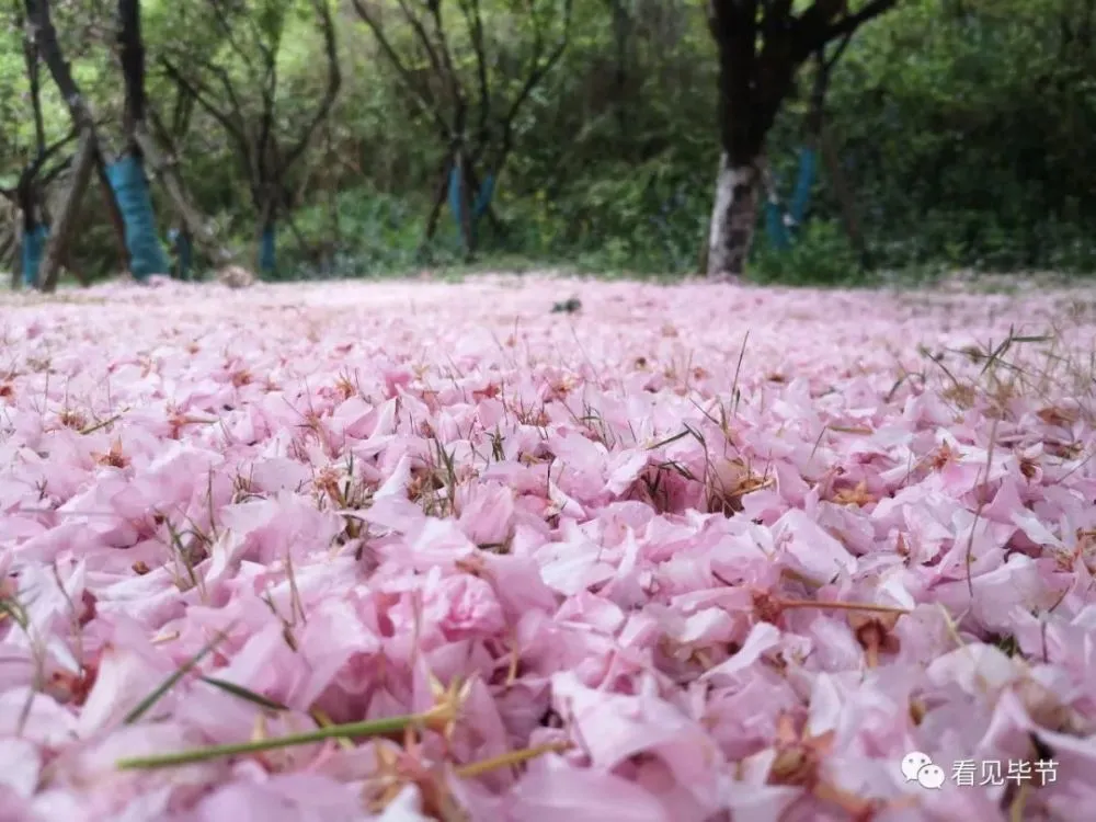 樱花故乡的图片_樱花故乡在哪里_故乡的樱花