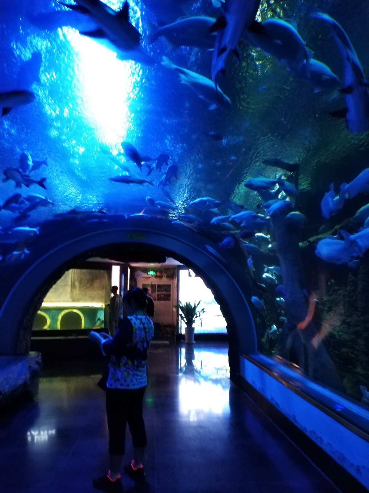 水族游戏_水族馆游戏_好玩的水族馆游戏