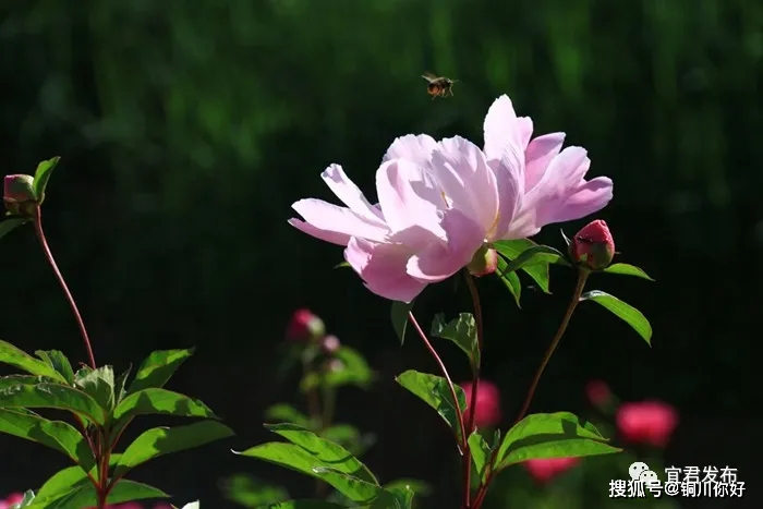孟夏月是几月_孟夏是几月_孟夏月是谁呀