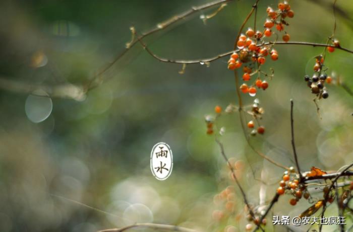 雨水是啥意思是什么_雨水意思是什么_雨水是什么意思