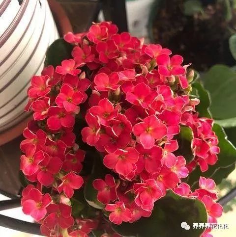 手机重置游戏数据_重置数据手机游戏会恢复吗_怎样重置游戏数据