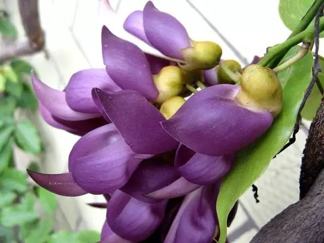 清明节是农月农历几月几日_清明节的月份_清明节是农历几月几日
