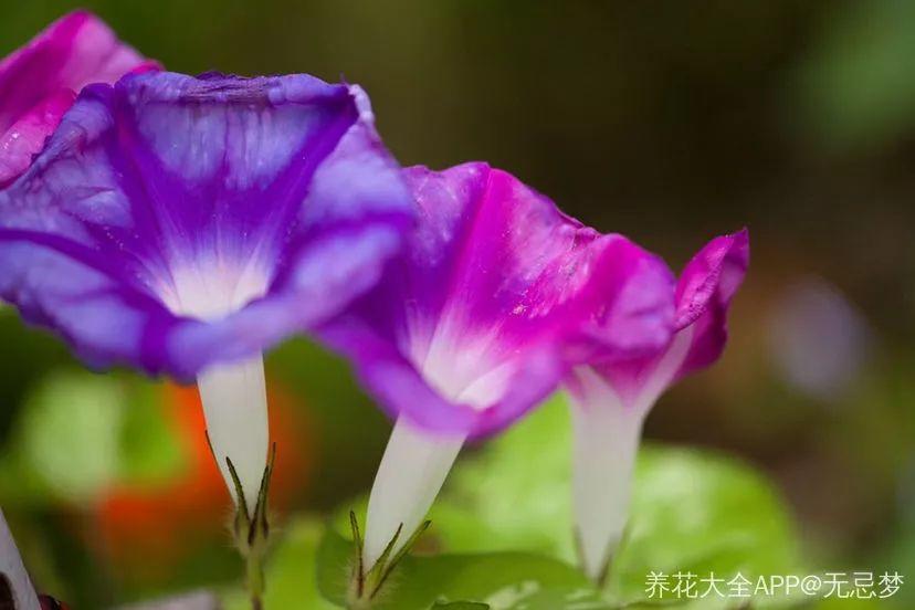 游戏高手玩手机怎么玩_游戏高手玩手机软件_游戏高手玩手机游戏