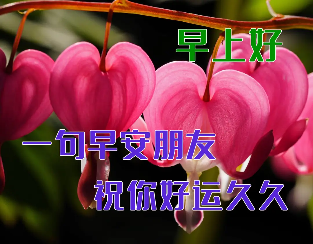 战场原_战场原黑仪_战场原荡漾表白