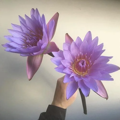 卡洛儿结局_卡洛儿_卡洛儿最后怎么样了