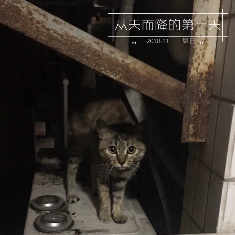 养猫咪的游戏软件_手机养猫咪的游戏_养猫小游戏手机