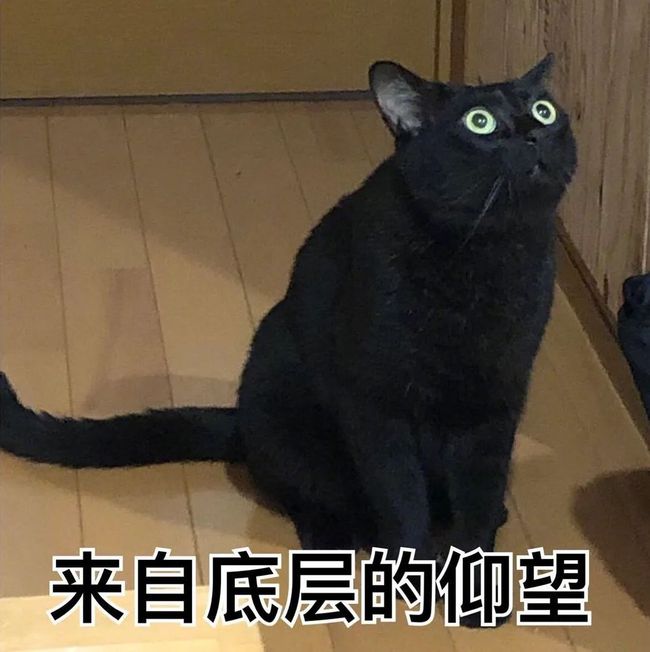 养猫咪的游戏软件_手机养猫咪的游戏_养猫小游戏手机