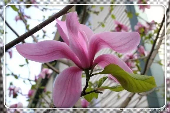 图林根_图林根州_图林根香肠和纽伦堡香肠的区别