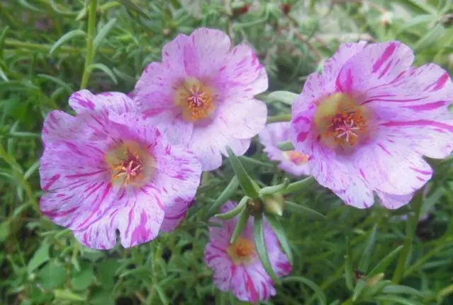 宫泽风花生日_宫泽风花_宫泽风花双马尾