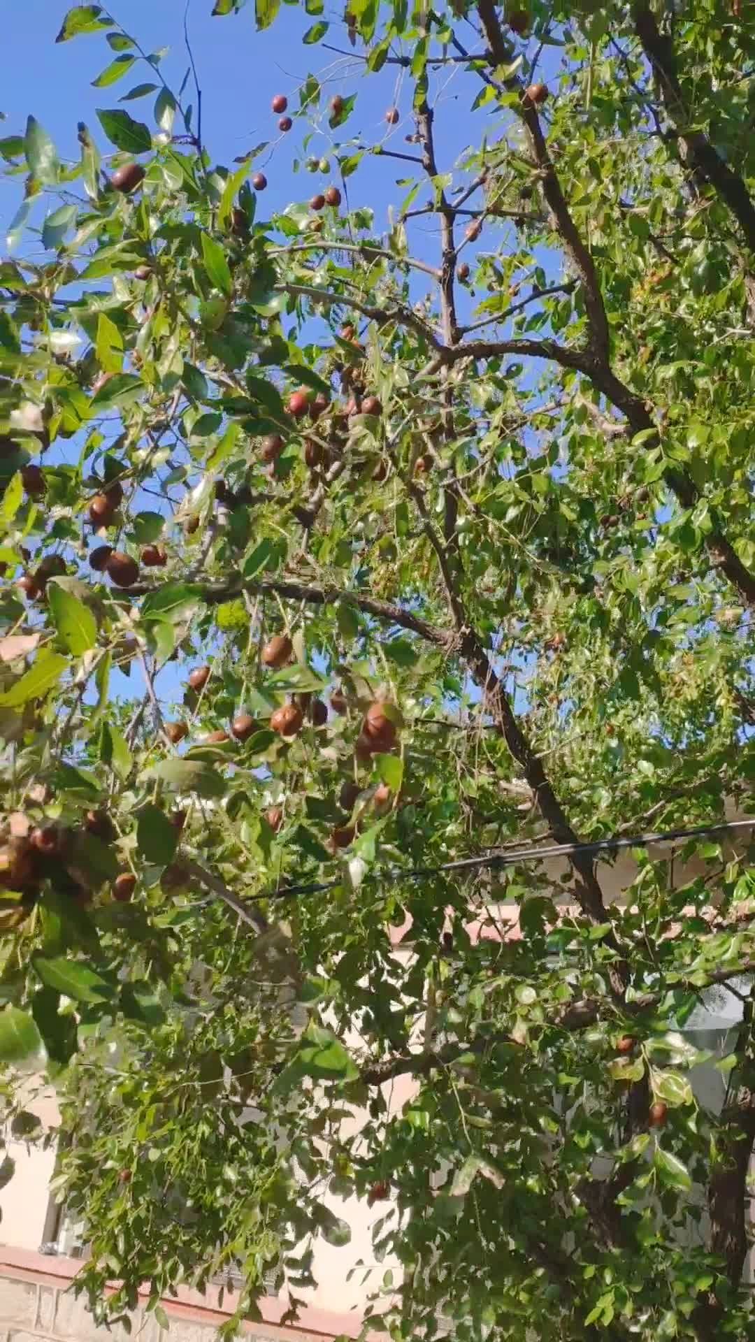 御手洗红豆红豆_御手洗红豆_御手洗红豆发福