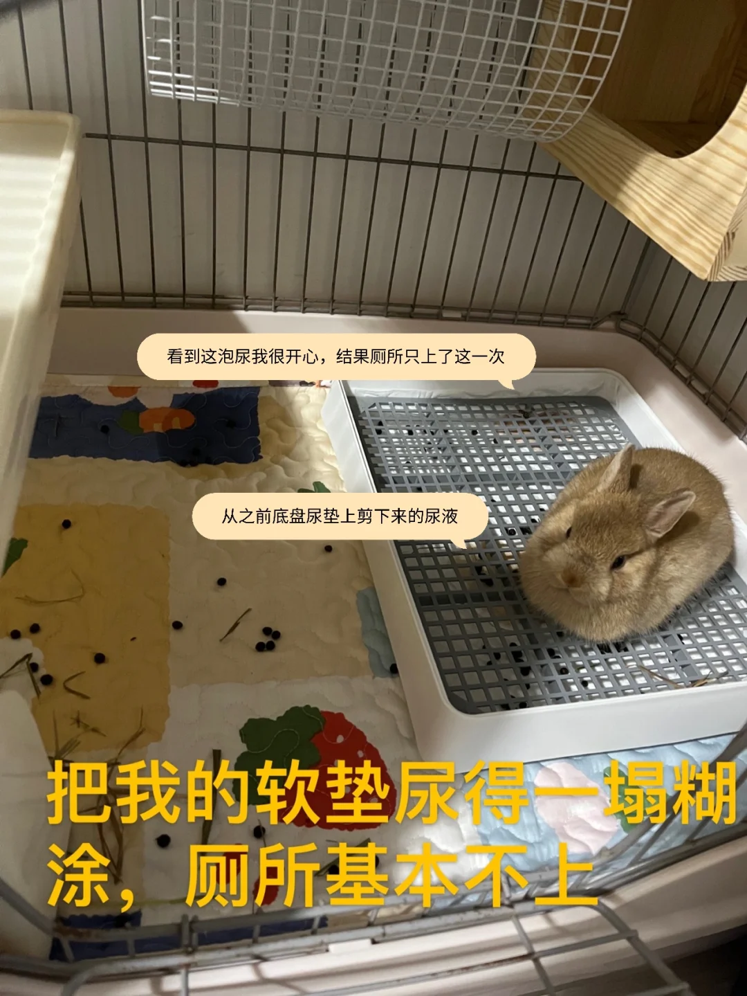 渣渣兔视频是谁做的_一只渣渣兔手机游戏解说_渣渣兔视频完整版