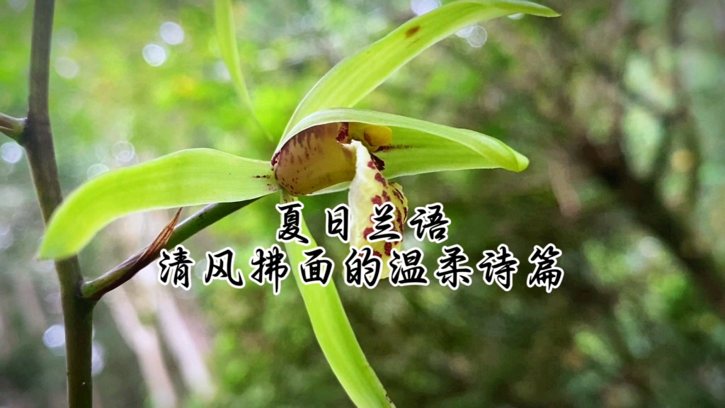 悦蓝花香公司简介_蓝花悦_蓝花
