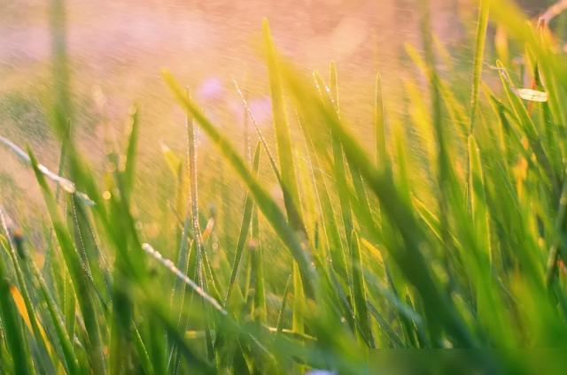 蓝花_悦蓝花香公司简介_蓝花悦