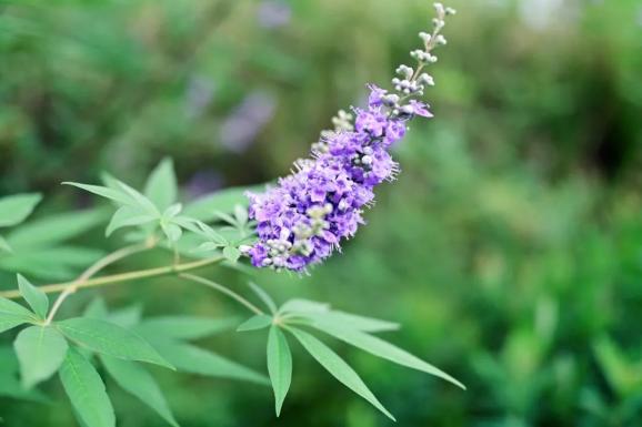 悦蓝花香公司简介_蓝花_蓝花悦